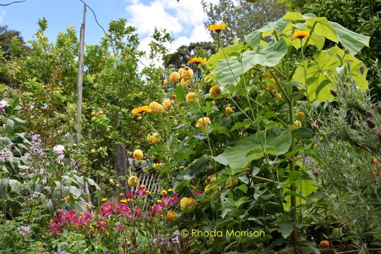 318 Franklin Road Paparoa_35