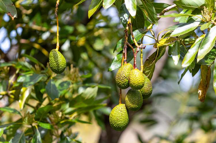 231 Walford Road Aongatete_40