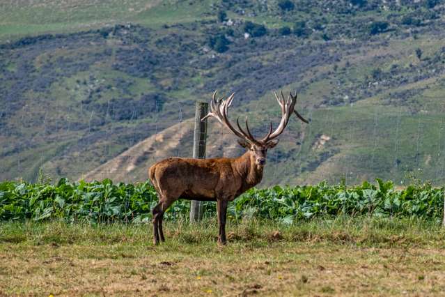 363 Elders Road Maungati_1