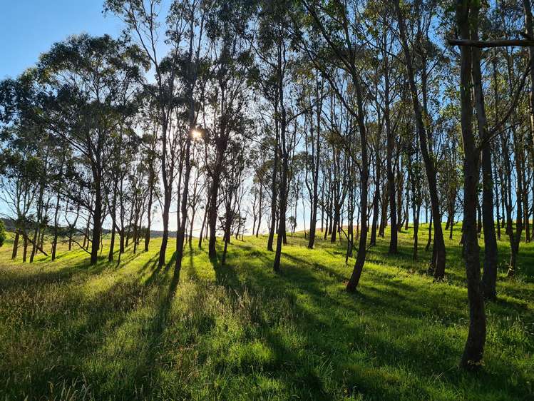 54 Hall Road Tinopai_16