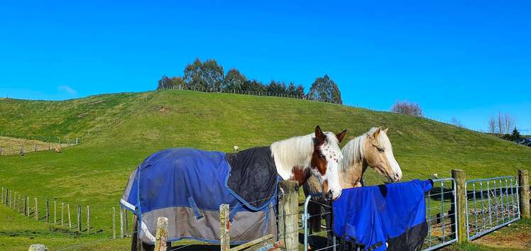 3/1171 Poihipi Road Oruanui_5