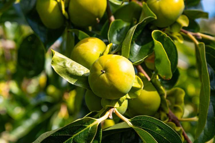 12 Prices Road Havelock_51