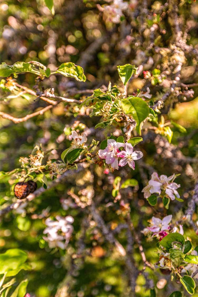 4 Queens Drive Oneroa_22