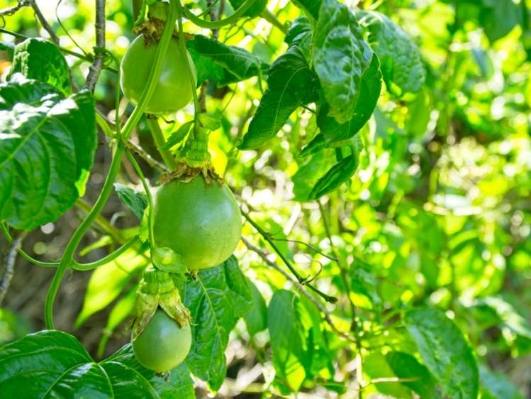 111 Glenelg Road Makauri_25