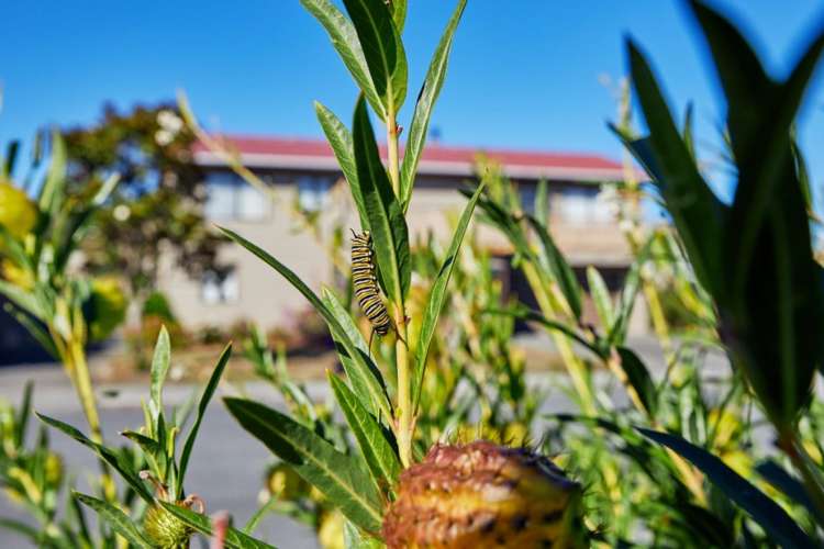 41 Kotare Place Kaikoura_26