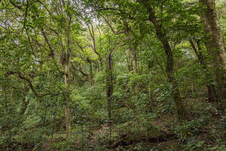 704a Ngunguru Road Glenbervie_20