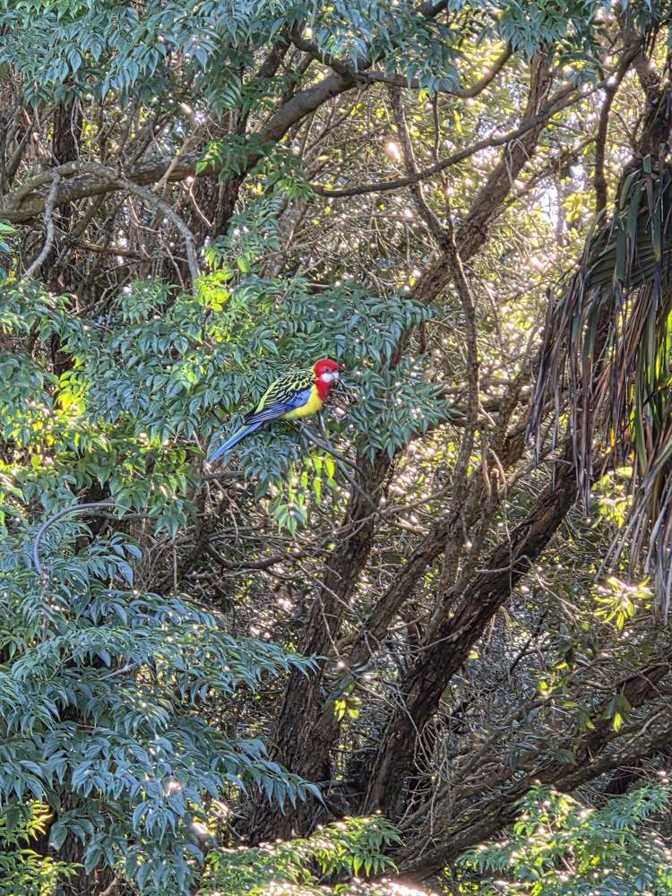 11 Muritai Road Ostend_18