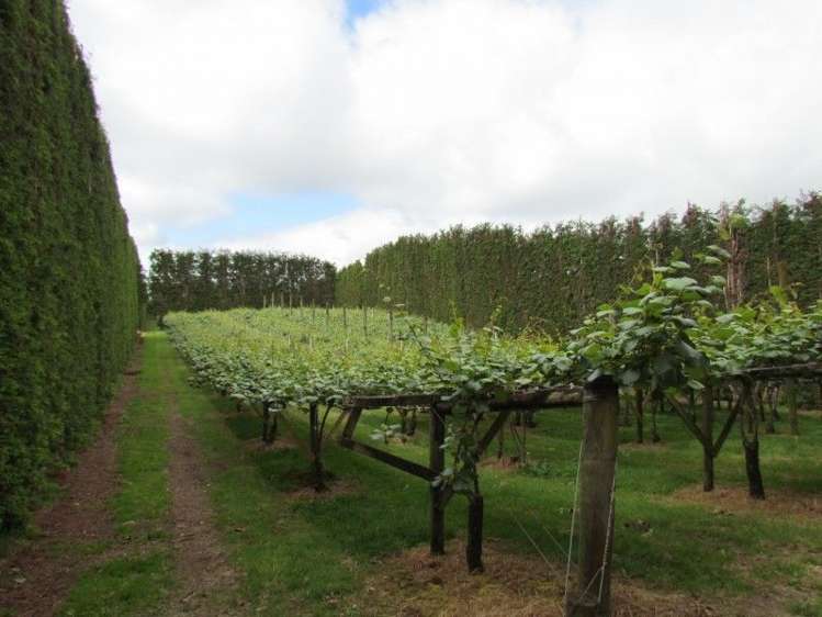 81 Ruahihi Road Kaimai_12