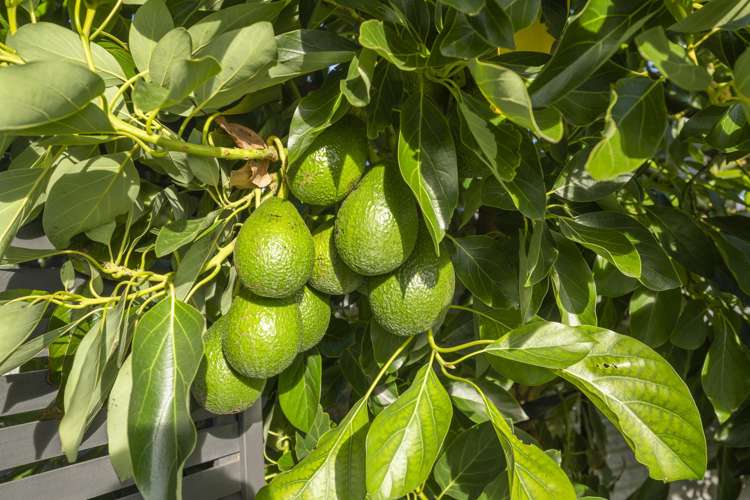 19 Mcdonald Street Napier South_20