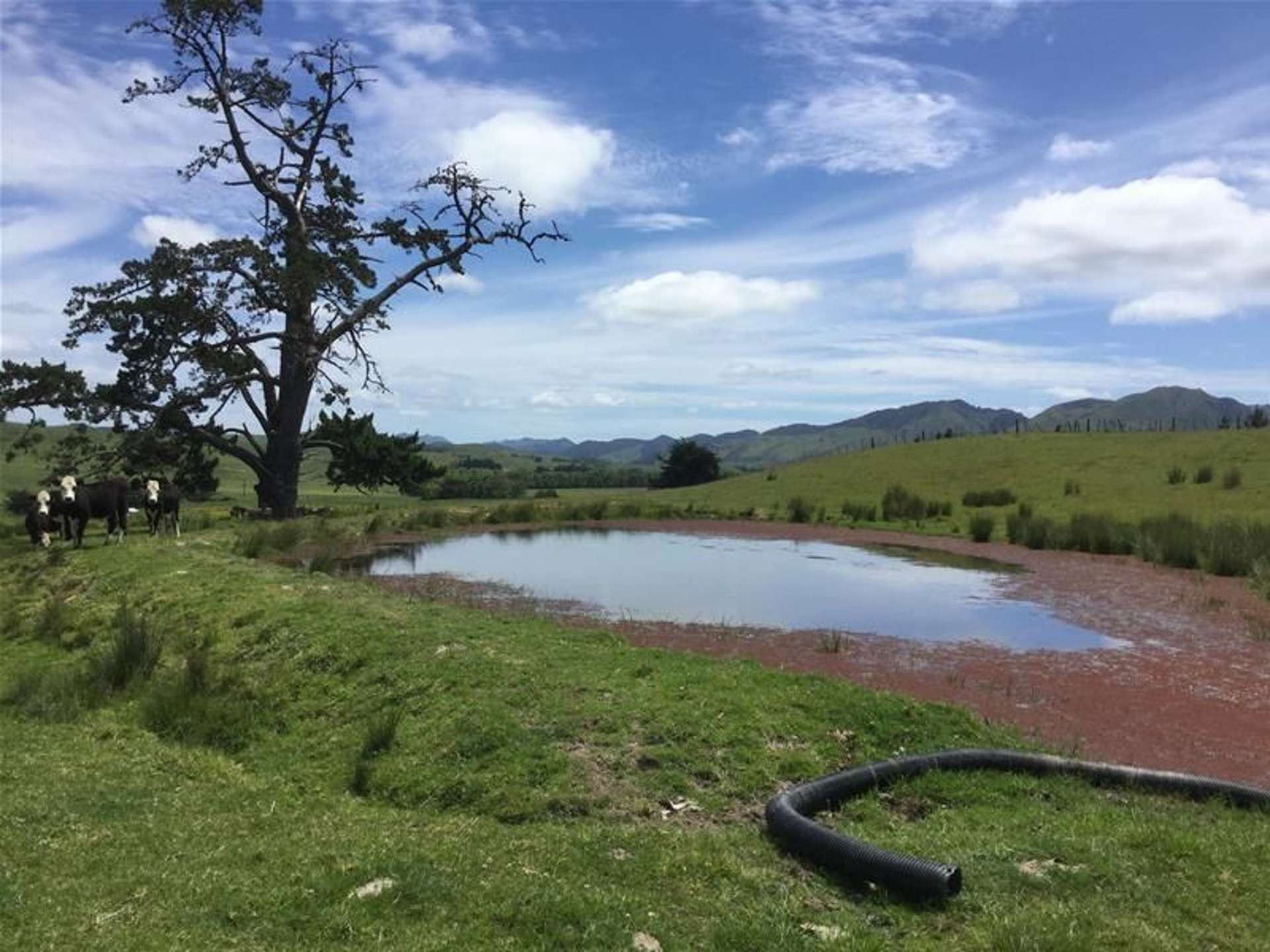 6c Hawkins Place Dargaville Surrounds_0