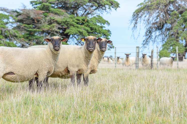 1926 Christchurch Akaroa Road Gebbies Valley_22