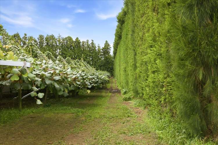 79 Woodlands Road Waihi Beach_9