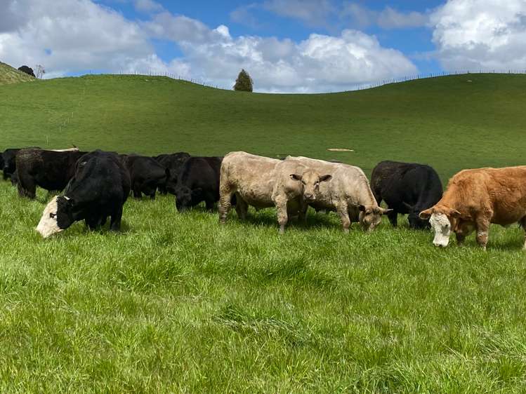 2/230 Clyde Road Burnside_9