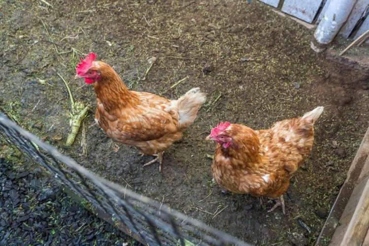 57b Beatty Road Pukekohe_11