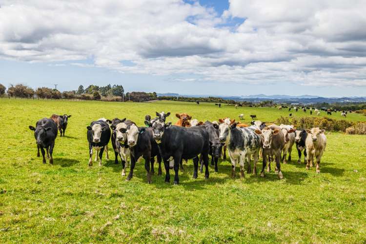 231 Lodore Road Kerikeri_14
