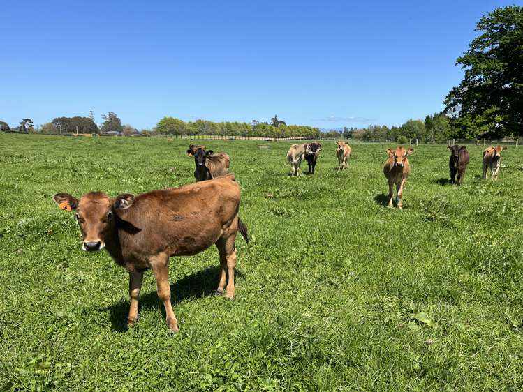 1027 Tauranga Road Te Poi_6