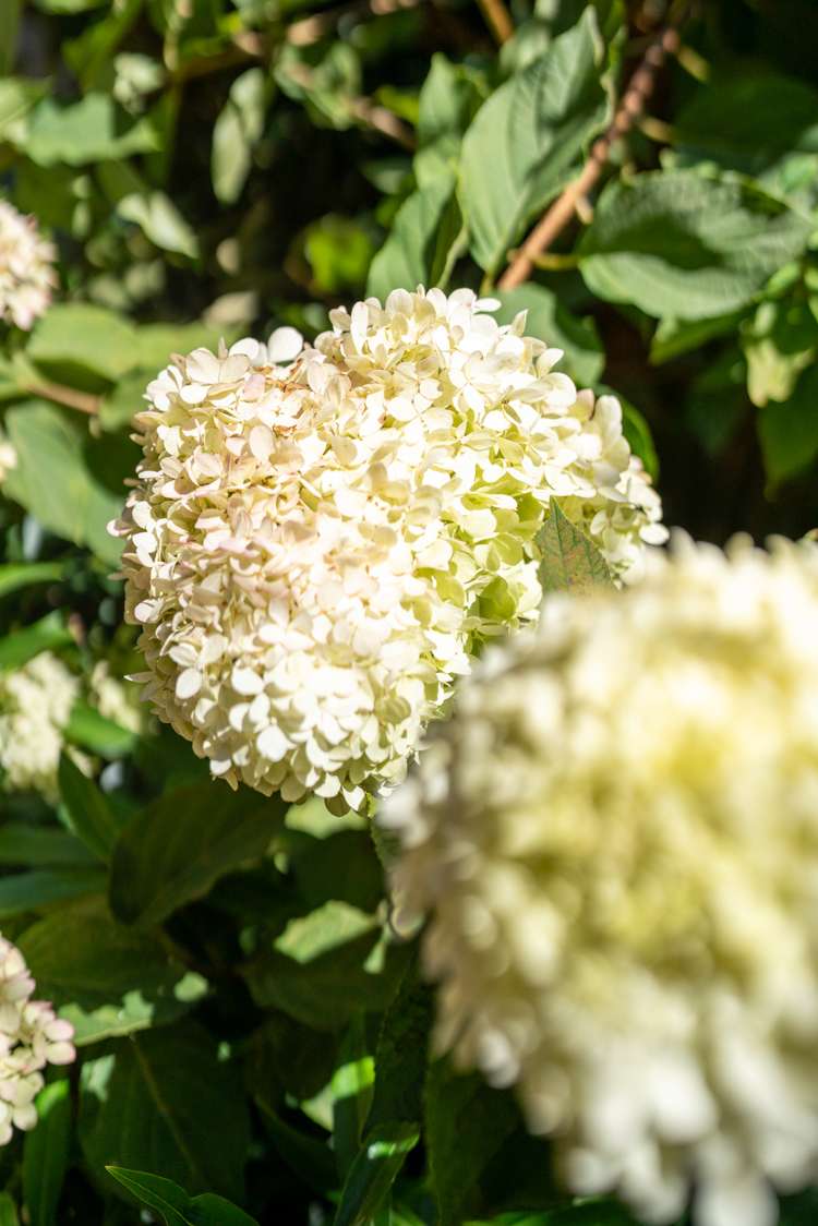 21a Bryce Street Cambridge_23