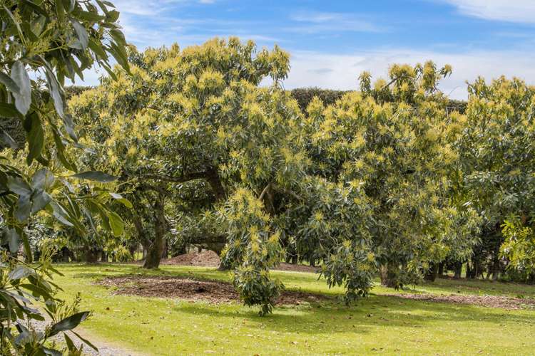 311 Wainui South Road Whakamarama_29