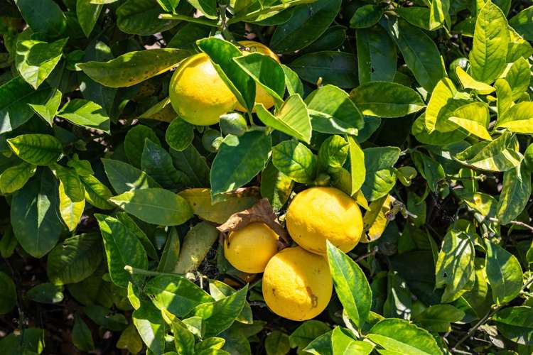 248 Main Road Hope_5