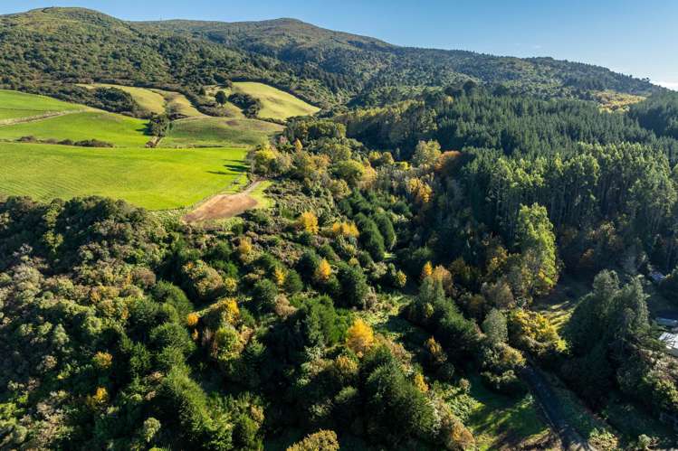 315 Leith Valley Road Leith Valley_17