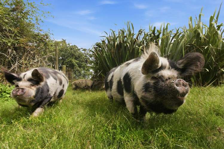 1292 Oropi Road Oropi_3