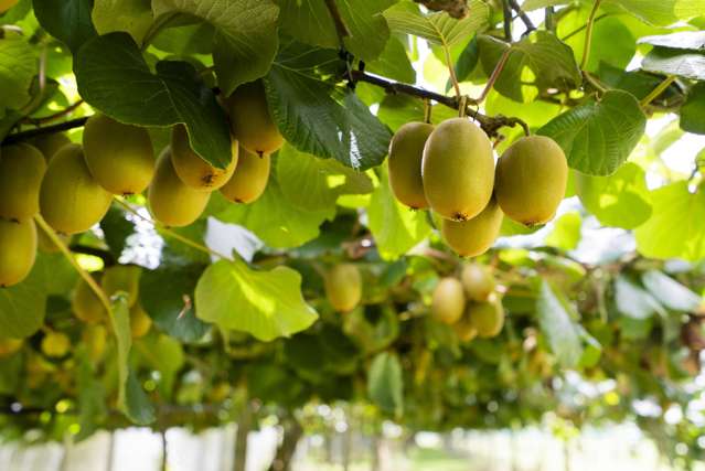 457 Whatitiri Road Poroti_1