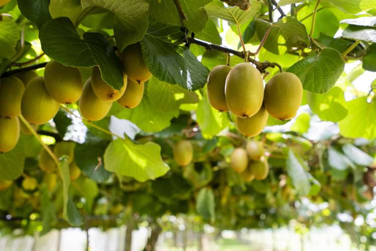 457 Whatitiri Road_1