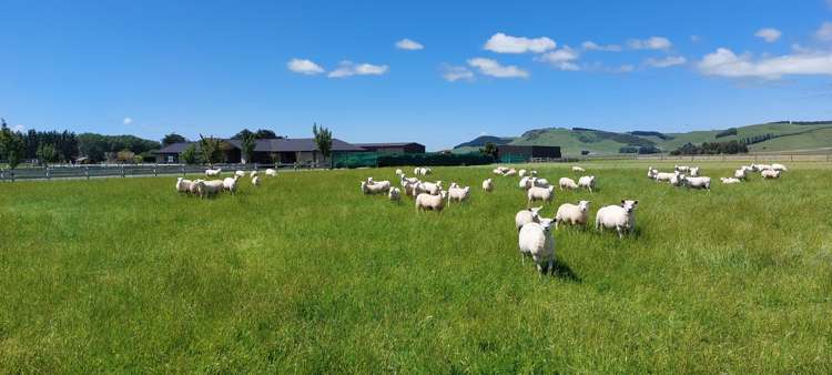 338 Limehills Browns Road Winton Surrounds_17