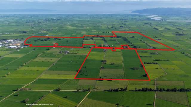 A Hauraki Plains legacy - Productive and proven