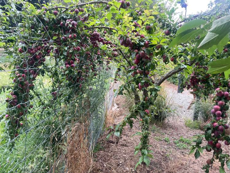 18 Orr Street Duntroon_25