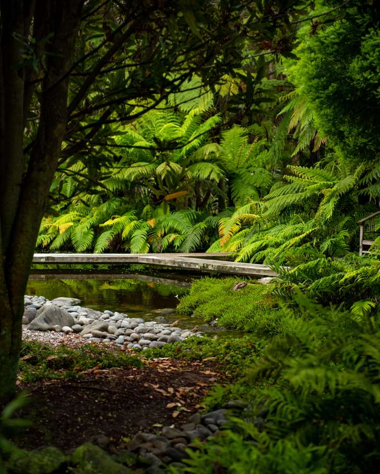 239 Redwood Street Witherlea_38