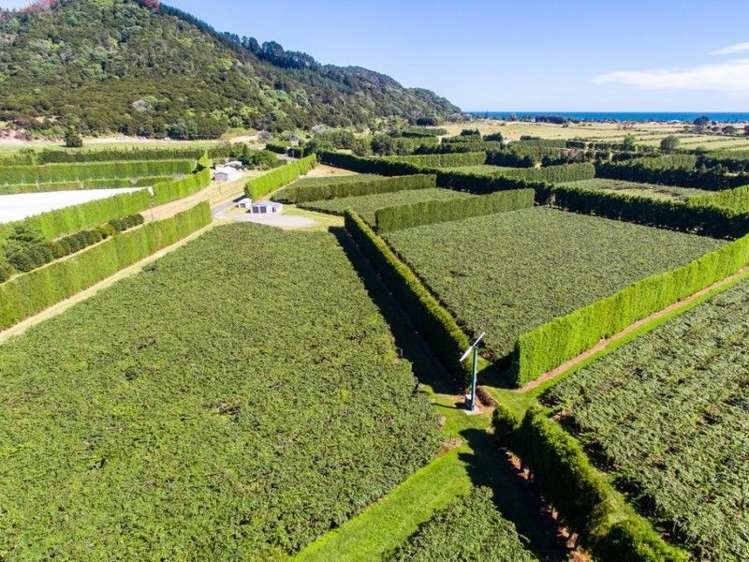 33 Burt Road Matata_5