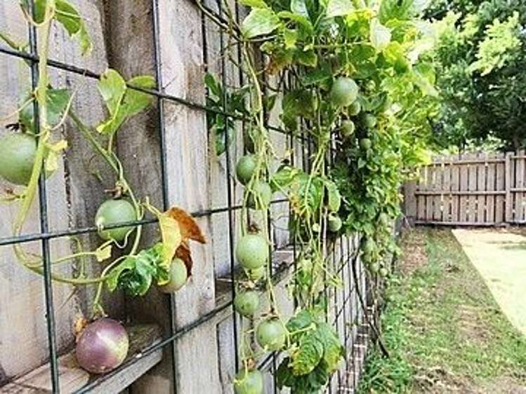 207 Carnoustie Drive Wattle Downs_18