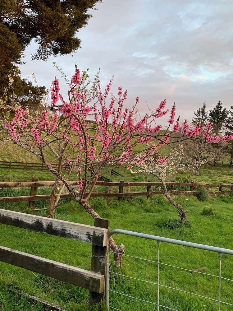 130 Buckville Road Buckland_12