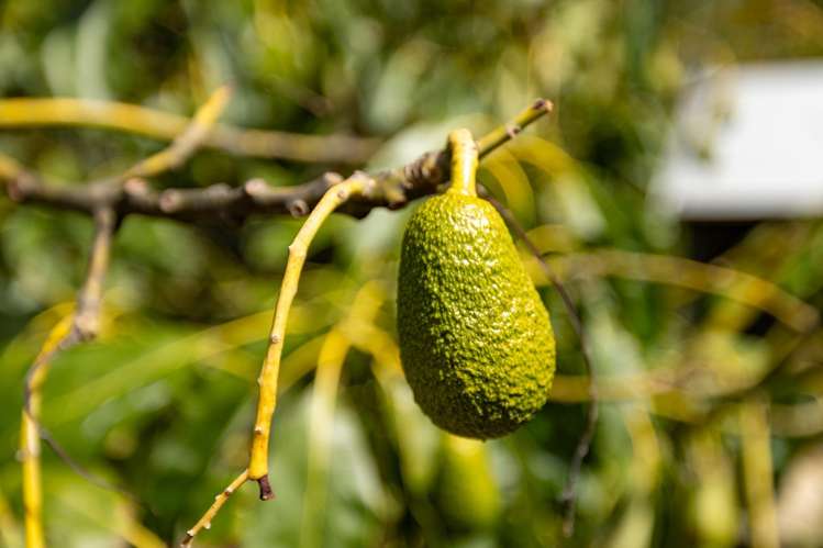 711c Cable Bay Road Hira_34