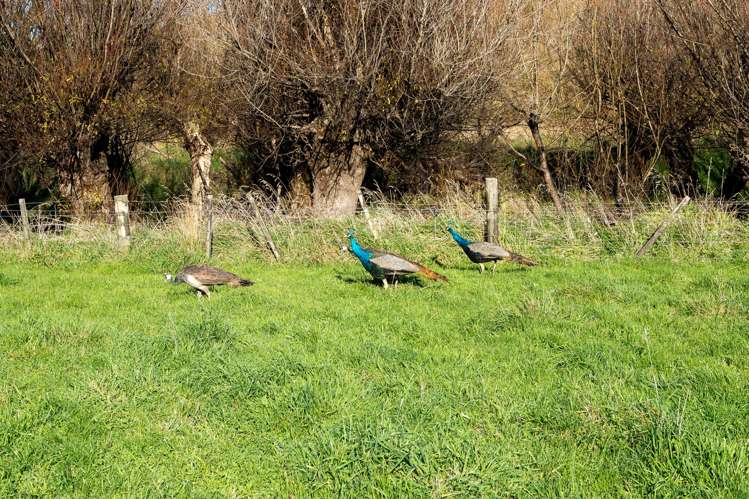 Lot 2/648 Homewood Road Riversdale Beach_11