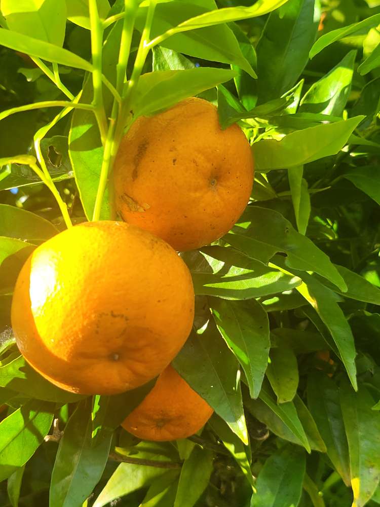 17 Hakanoa Street Huntly_40