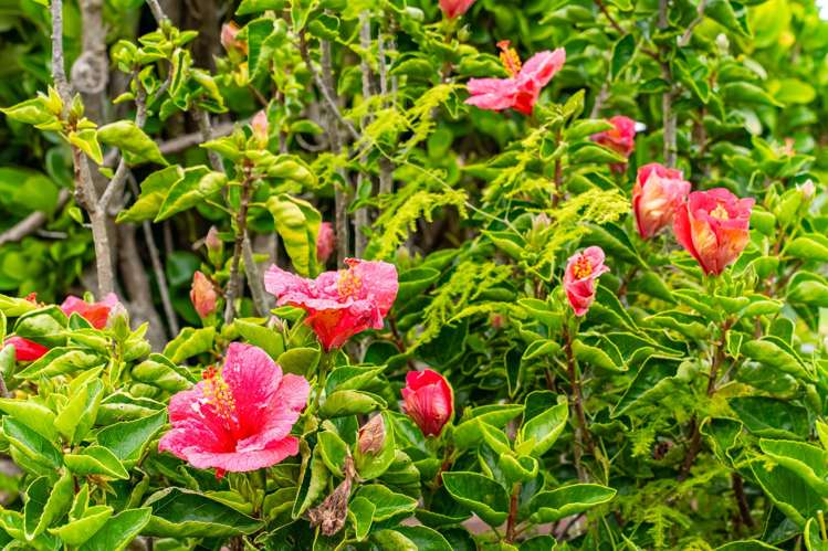 A/42 Cranley St Dargaville_24