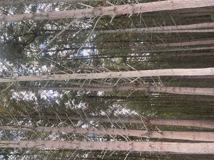 157 Mercer Ferry Road Mercer_15