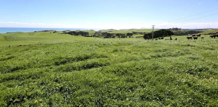 Lot 1 and 2 Basin Road Omamari_15