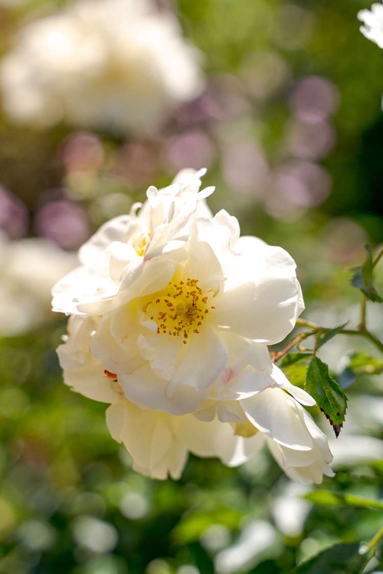 2 Edward Street Prebbleton_17