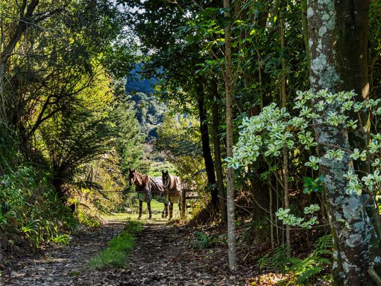 108 Wairoa Road Wairoa_26