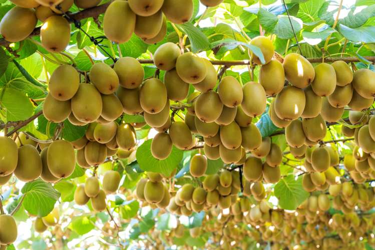 121a Macdonald Road Te Teko_10