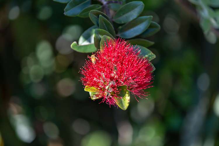 25 Lady Barkly Grove Kaiteriteri_21