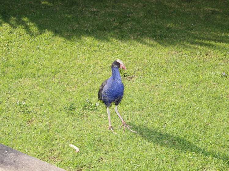 6a Mona Avenue Mangere Bridge_12