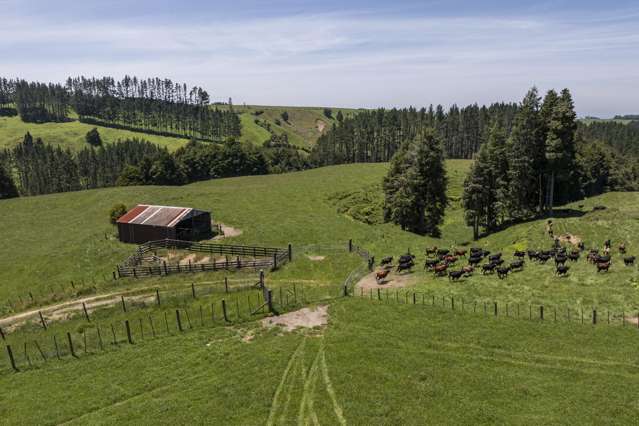 1707 Te Matai Road Te Puke_3