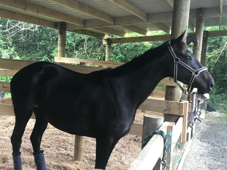 19 Valley Road Waitoki_30