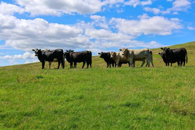 98 Millstream Road Dannevirke_3