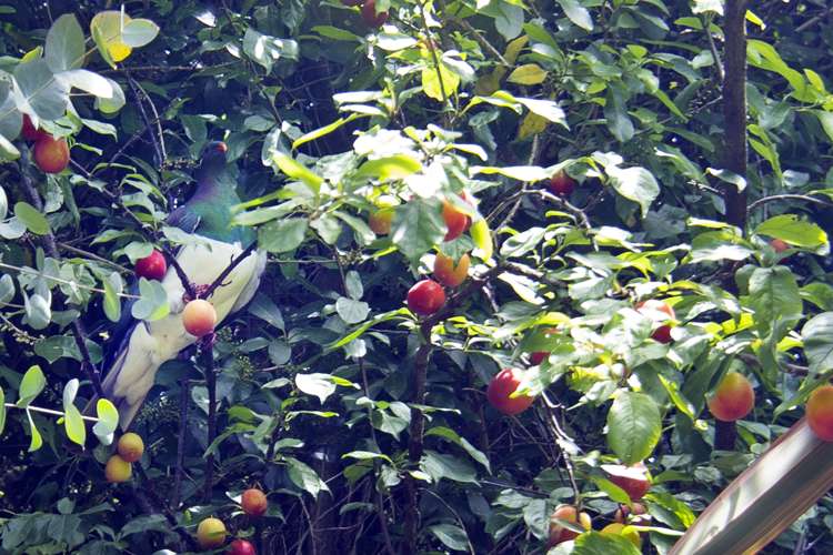 301 Hill Street Richmond_20