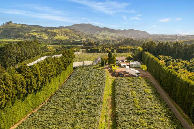 40 Woodland Road Tahawai_5